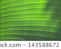 Sanjak banana leaves 143588672