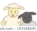 A grumpy white sheep and a black sheep 143588695