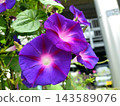 Ipomoea purpurea (morning glory) 143589076