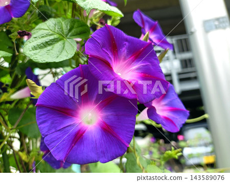 紫薯(牽牛花) 紫薯(牽牛花) 143589076