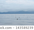 Waterfowl perched on the calm water surface, with distant mountain ranges in the background. 143589239
