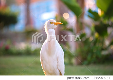 White cattle egret wild bird, also known as Bubulcus ibis walking on green lawn in summer White cattle egret wild bird, also known as Bubulcus ibis walking on green lawn in summer 143589287