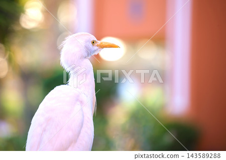 White cattle egret wild bird, also known as Bubulcus ibis walking on green lawn in summer White cattle egret wild bird, also known as Bubulcus ibis walking on green lawn in summer 143589288