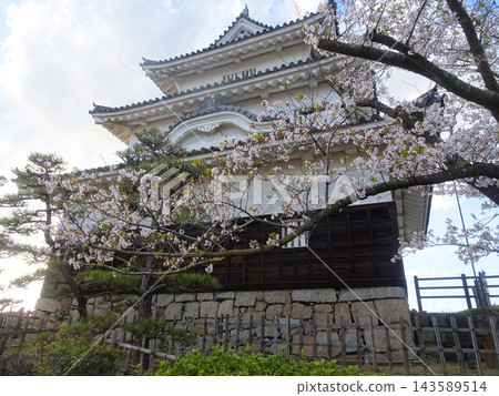 透過櫻花枝看到的丸龜城天守閣:春日城堡美景(香川縣丸龜市) 透過櫻花枝看到的丸龜城天守閣:春日城堡美景(香川縣丸龜市) 143589514