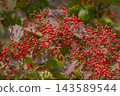 The tree is covered in red berries. 143589544