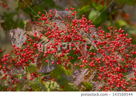 樹上掛滿了紅色的漿果。 樹上掛滿了紅色的漿果。 143589544