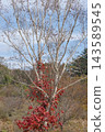 Ivy with autumn leaves clinging to a birch tree 143589545