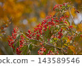 The tree is covered in red berries. 143589546