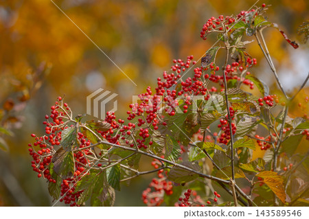 樹上掛滿了紅色的漿果。 樹上掛滿了紅色的漿果。 143589546
