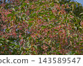 The spindle tree is bearing many fruits. 143589547