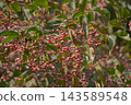 The spindle tree is bearing many fruits. 143589548