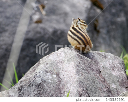 A Hokkaido chipmunk on a walk A Hokkaido chipmunk on a walk 143589691