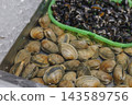 魚市上用魚缸出售的新鮮蛤蜊和其他貝類。 143589756