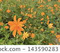 A field of vibrant orange yellow cosmos flowers signals the arrival of autumn. 143590283
