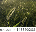 Golden foxtail grass translucent in the twilight light 143590288