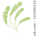 An illustration of shepherd's purse, one of the seven spring herbs, in a watercolor style. 143590319