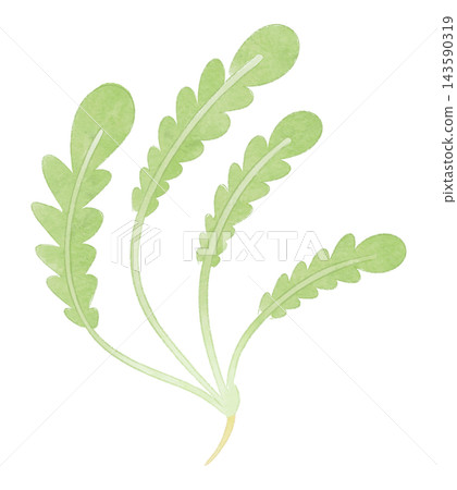 An illustration of shepherd's purse, one of the seven spring herbs, in a watercolor style. An illustration of shepherd's purse, one of the seven spring herbs, in a watercolor style. 143590319