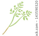 An illustration of Japanese parsley (seri), one of the seven spring herbs, in a watercolor style. 143590320