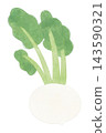 An illustration of turnip (suzuna), one of the seven spring herbs, in a watercolor style. 143590321