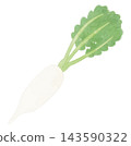 An illustration of radish (daikon), one of the seven spring herbs, in a watercolor style. 143590322