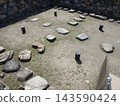 Takamatsu Castle Ruins (Tamamo Park): Remains of the castle tower foundation and cherry blossoms in full bloom (Takamatsu City, Kagawa Prefecture) 143590424