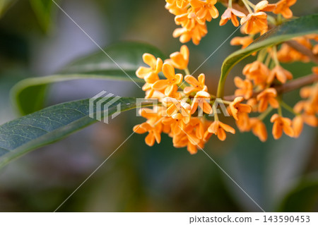 柑橘的橙色花 柑橘的橙色花 143590453