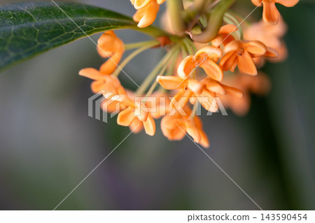 柑橘的橙色花 143590454