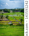 Rice paddy landscape near Polonnaruwa, Sri Lanka 143591242