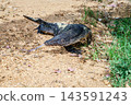 Asian water monitor on forest trail, Sri Lanka 143591243