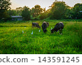 Water buffalo grazing with cattle egrets, Anuradhapura, Sri Lanka 143591245