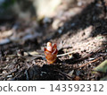 A tiny yakkosou plant peeking out from among the fallen leaves 143592312