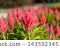 Red celosia flowers blooming in the autumn flowerbed 143592345