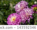 Dahlia flower 143592346