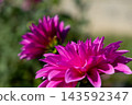Red dahlia flower 143592347