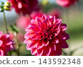 Red dahlia 143592348