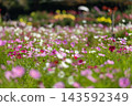 Colorful cosmos field 143592349