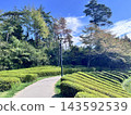 秋日茶園映襯著藍天，景色迷人。 143592539