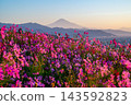Cosmos fields at Maruyama Flower and Tree Garden and Mount Fuji 143592823