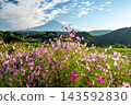 Mount Fuji and autumn cherry trees 143592830