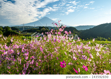 富士山和秋天的櫻花樹 富士山和秋天的櫻花樹 143592830