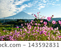 Mount Fuji and Cosmos 143592831