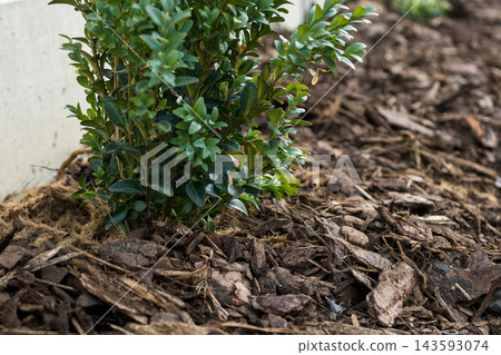 Growing boxwood shrub is surrounded by mulch in a landscaped garden bed. The lush green foliage of the boxwood contrasts with the brown mulch, enhancing the garden's appearance. 143593074