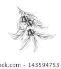 Coffee branches with beans, leaves with seeds. Hand drawn with graphite pencil. Graphic monochrome isolated Illustration for coffee shop menus, packaging, cafe branding design, create patterns 143594753