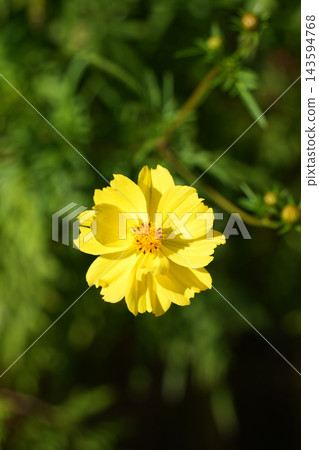 黃波斯菊 黃波斯菊 143594768