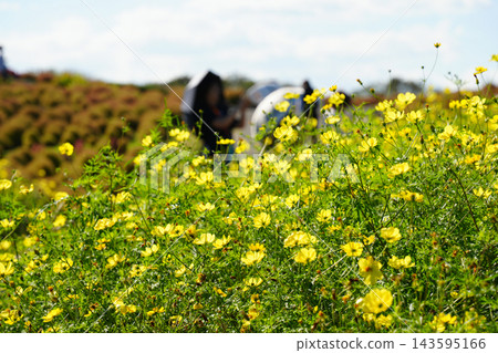 Kochia and yellow cosmos Kochia and yellow cosmos 143595166