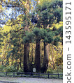 Oki Nakamura's Kabura Cedar 143595171