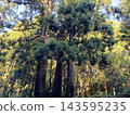 Oki Nakamura's Kabura Cedar 143595235