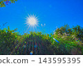 蒲葦草（公園） 143595395