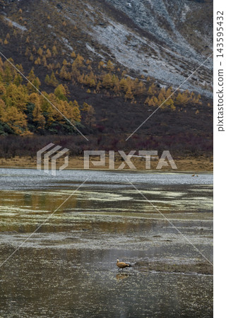 Yading Nature Reserve : Xiannairi and Pearl Sea Autumn Scenery in Daocheng Yading Scenic Area Sichuan Province China. Yading Nature Reserve : Xiannairi and Pearl Sea Autumn Scenery in Daocheng Yading Scenic Area Sichuan Province China. 143595432