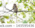 macaque : an adult macaque while sitting in a forest in Thailand. 143595436